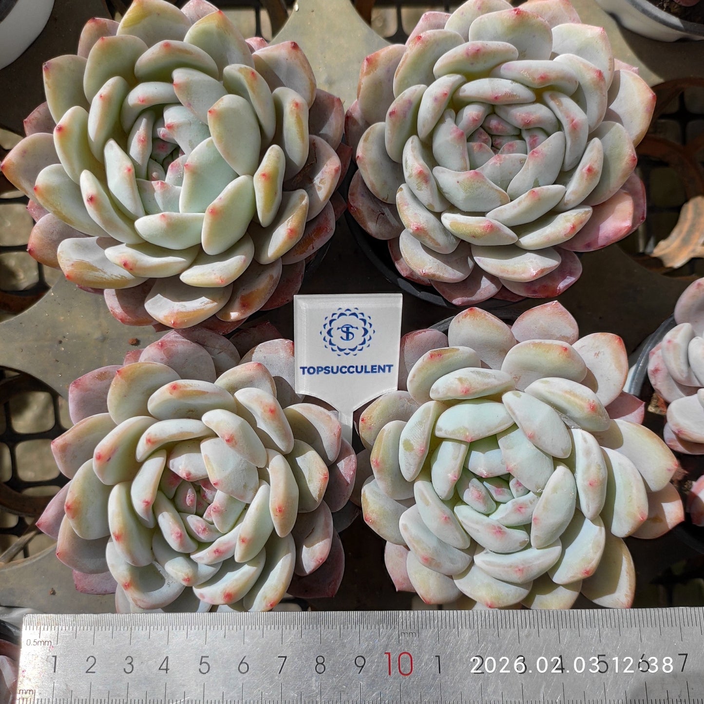 25647 オレンジモンロー