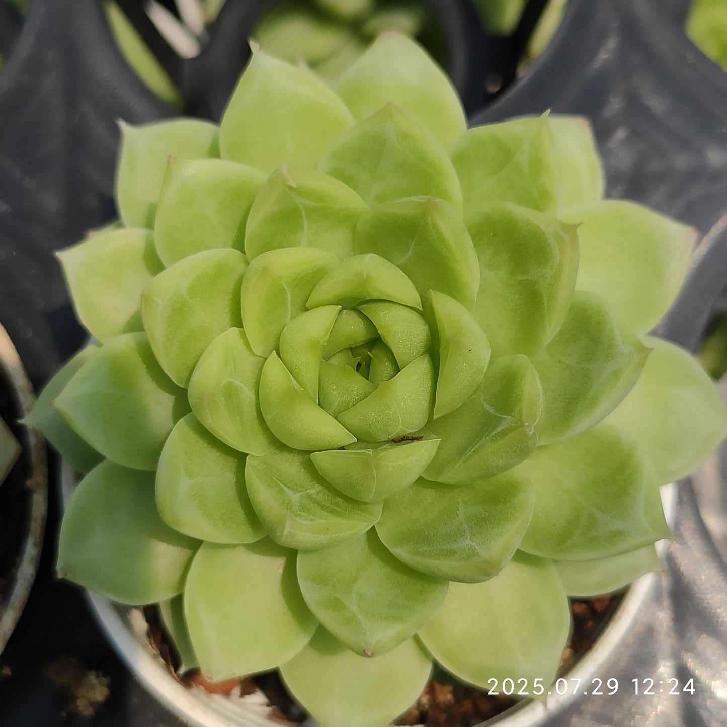ZZA351 新品種 クイーンローズ(5.5cm pot)