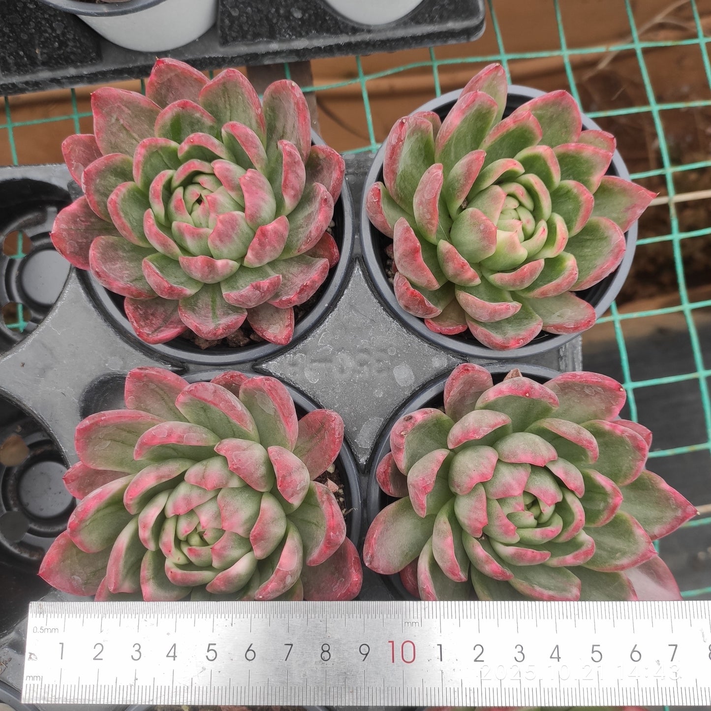 MMY859 クリスタル ジェニー(9cm pot)