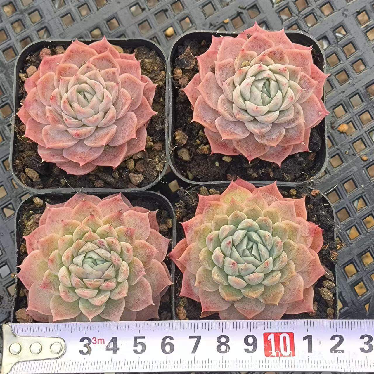 LG800 デイブレイク (6.5cm pot)