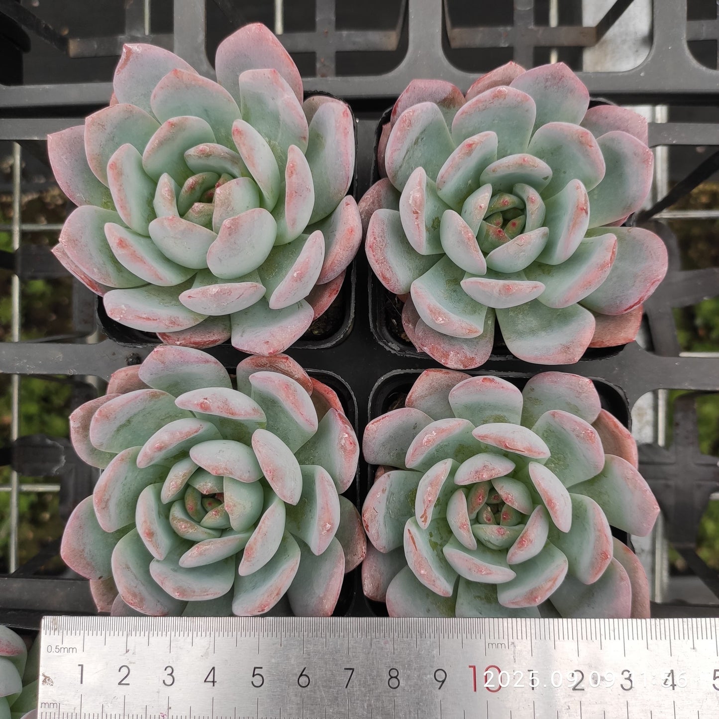 MMT528 スターマーク(7cm pot)