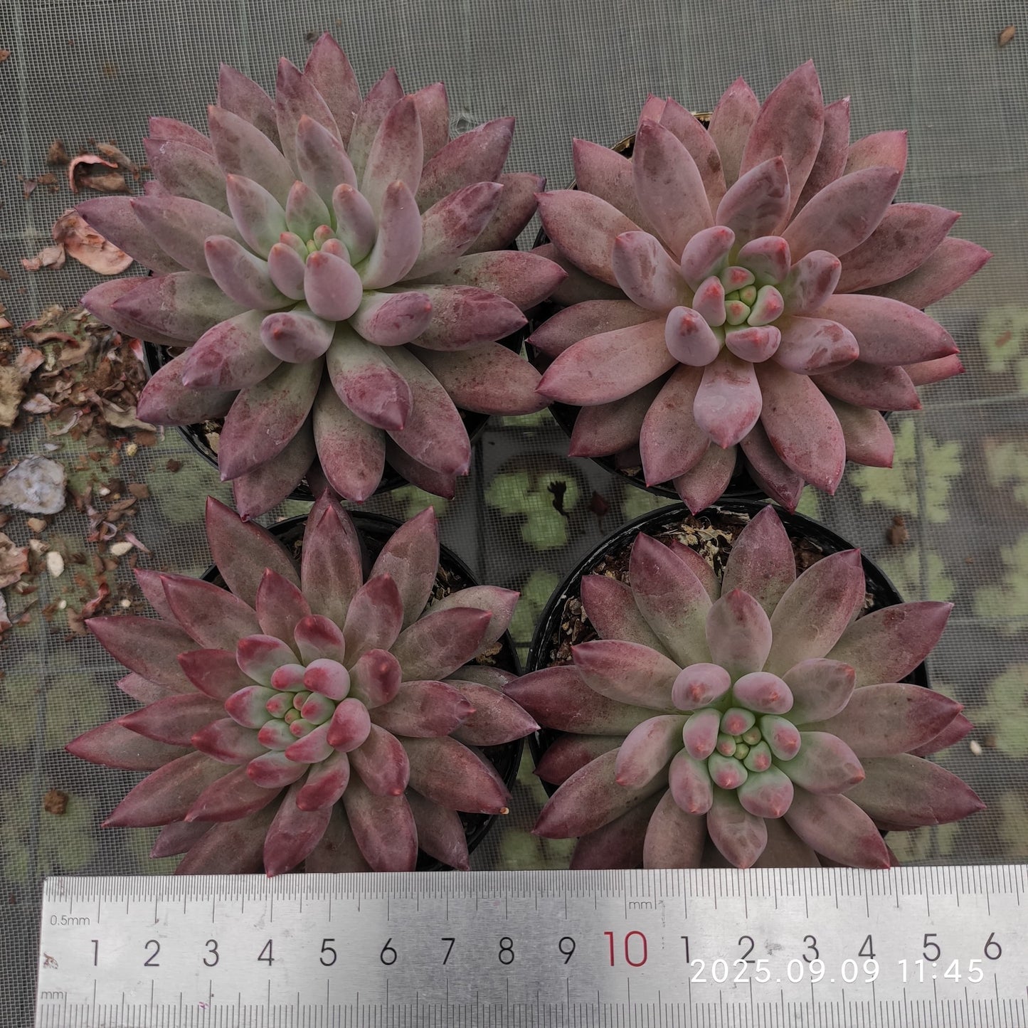 MMT839 ゴールドフィッシュ(9cm pot)