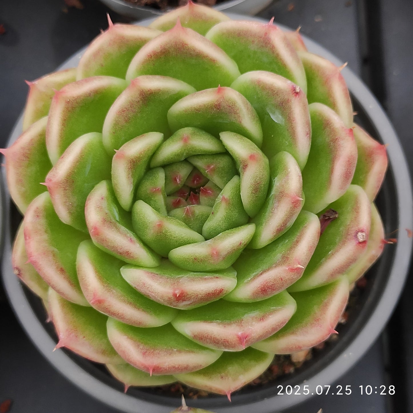 NGN691 マルギャンHyb(9cm pot)