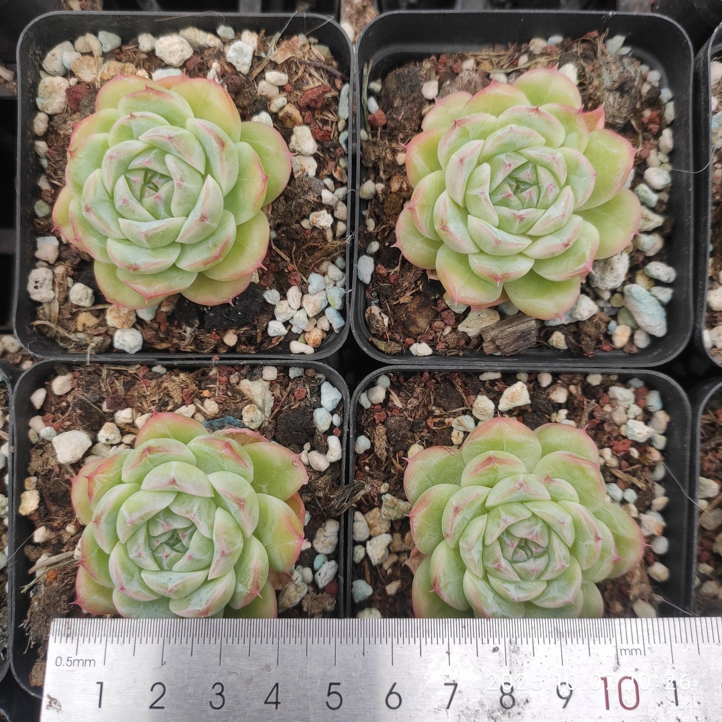 XQ1437 アニーHyb(7cm pot)