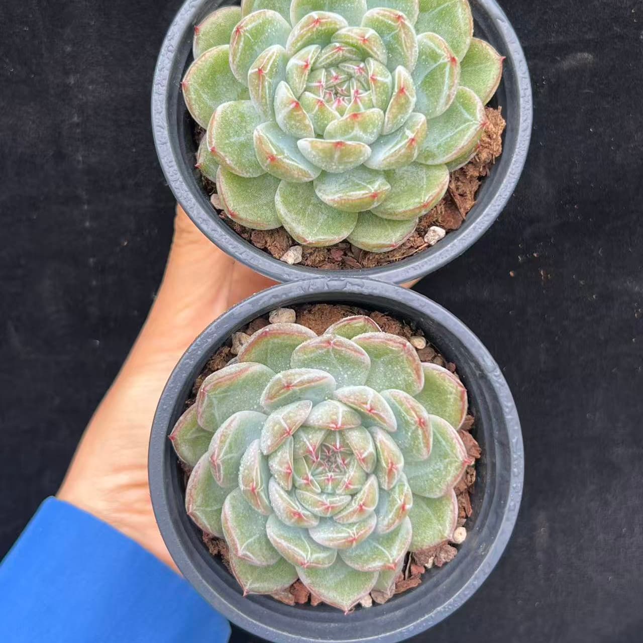 BL2033 スノーフレーク ジェニー(9cm pot)