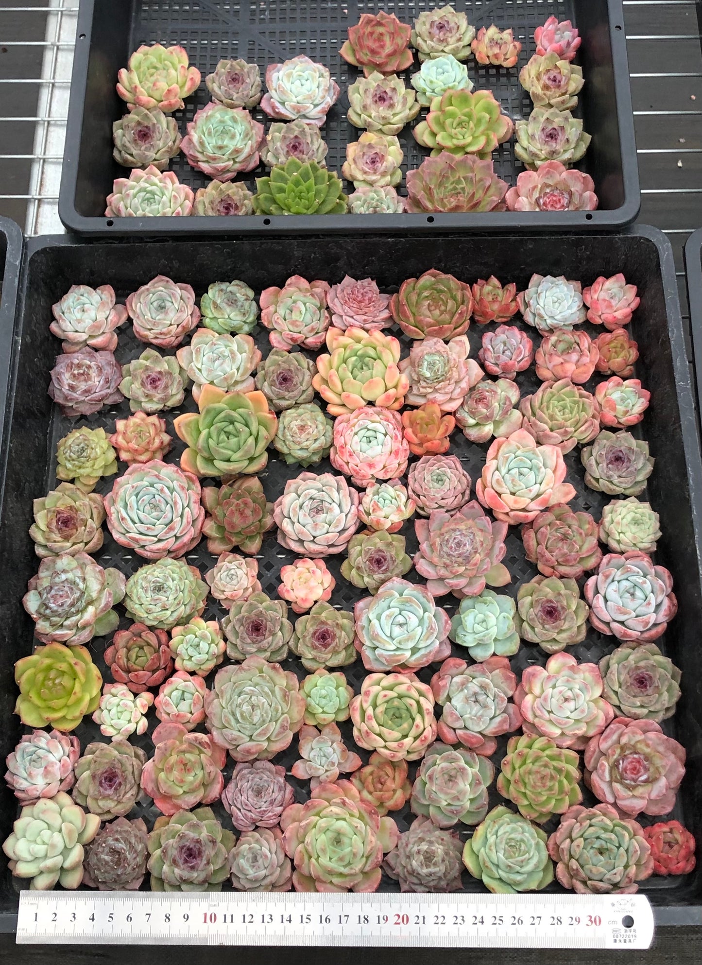 20076 ミックス苗100株(4cm pot)28