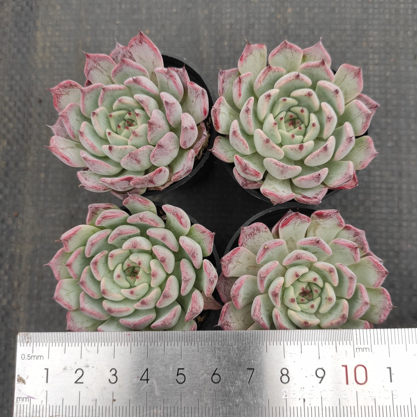 MMT713 沙羅姫牡丹 (5.5cm pot)