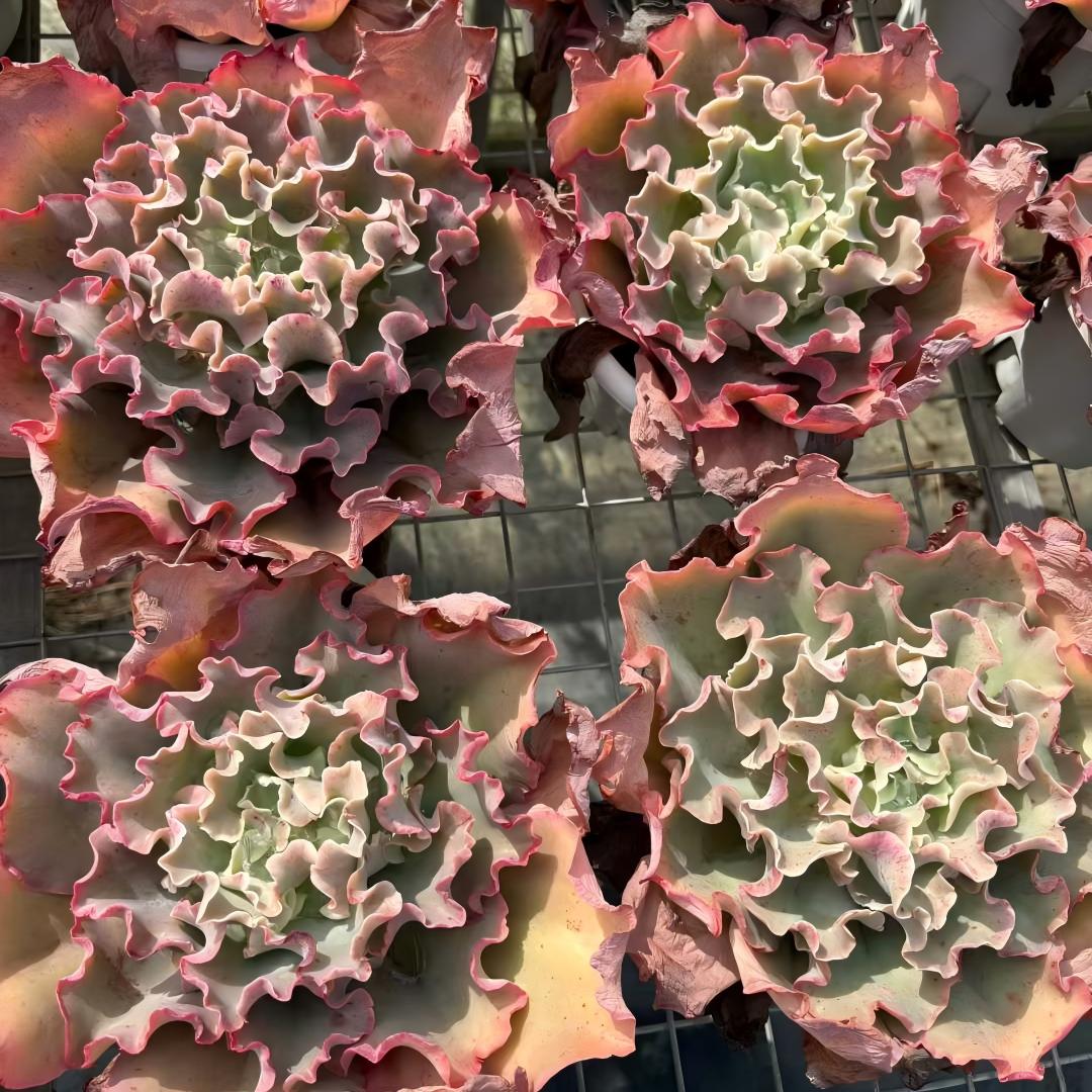 23542 タカサゴノオキナ(高砂の翁)(18cm pot)