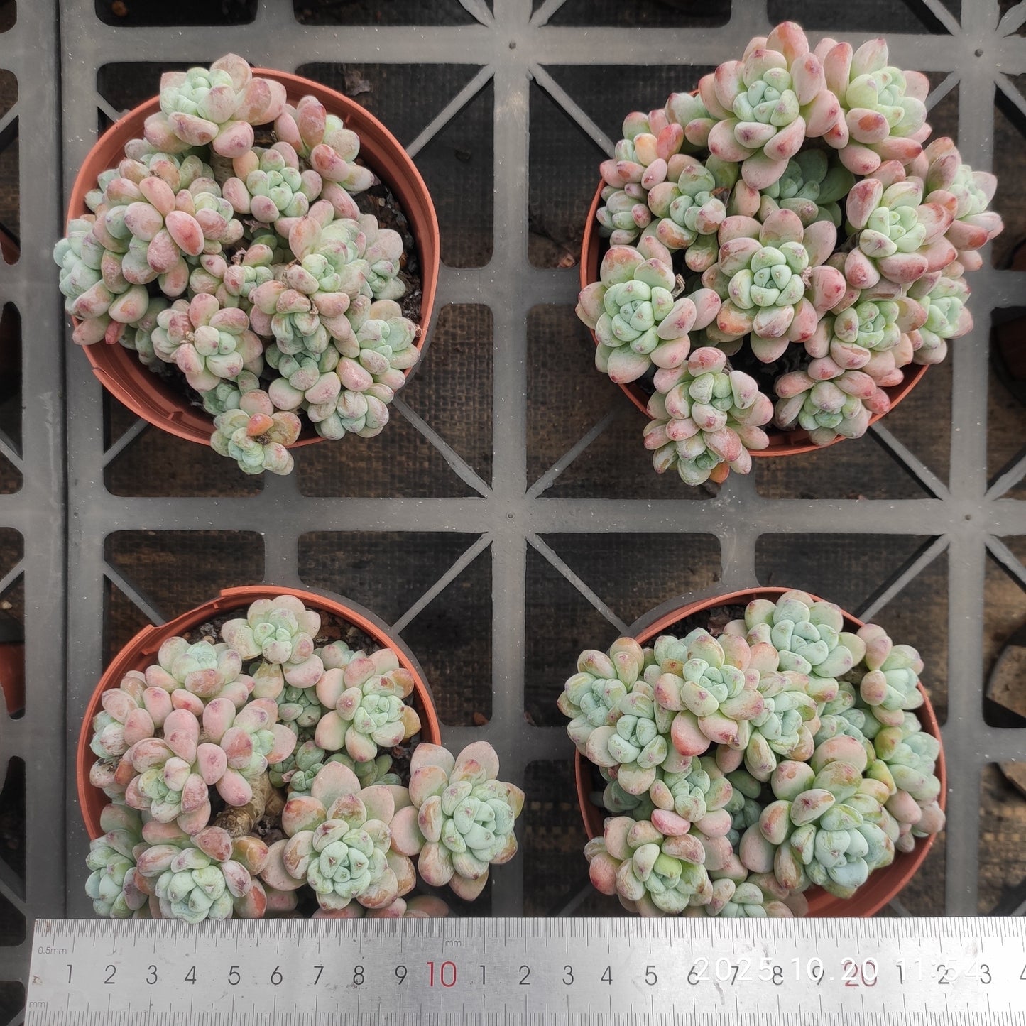 21837 クラバツム(12cm pot)