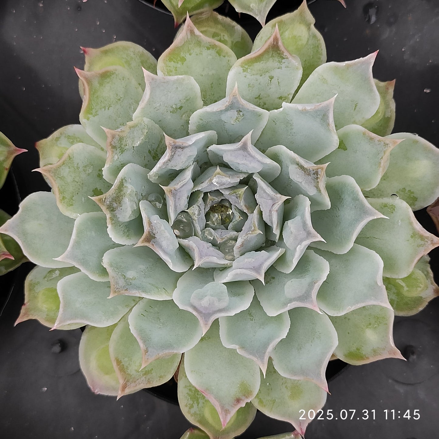 MMT768 ギロドロップス(9 cm pot)