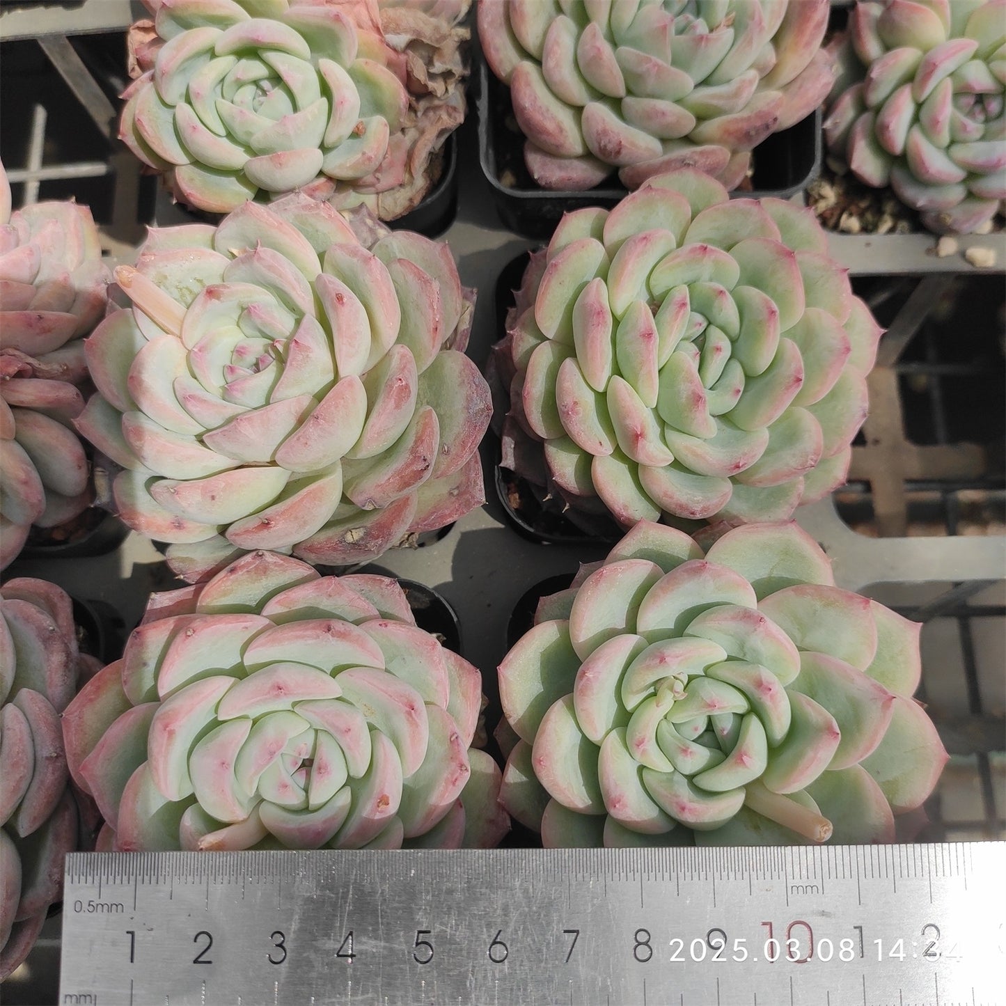 NGN571 モンローHyb (7cm pot)