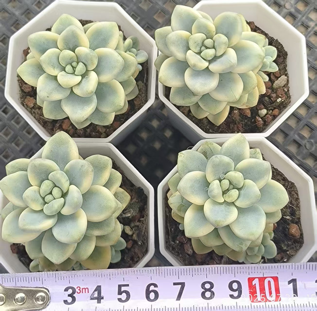 DDX135 クラバツム錦(6.5cm pot)