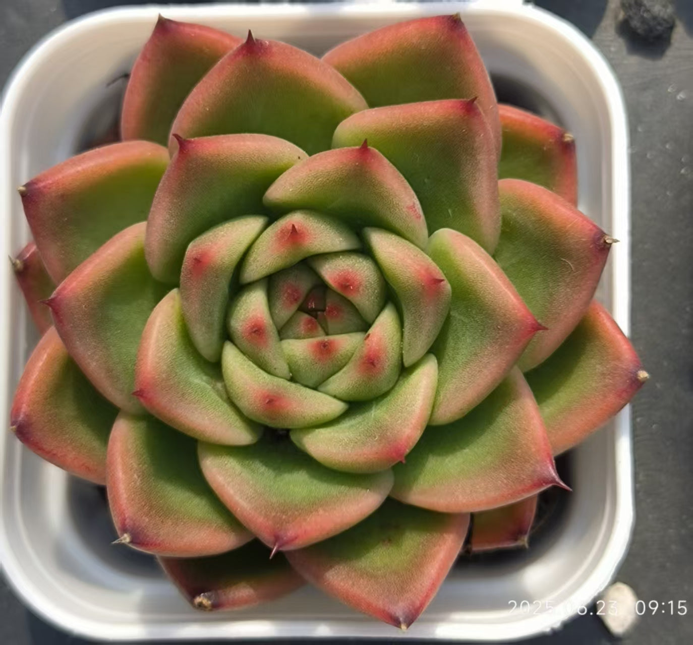 HC228 アンストーン (5.5cm pot)