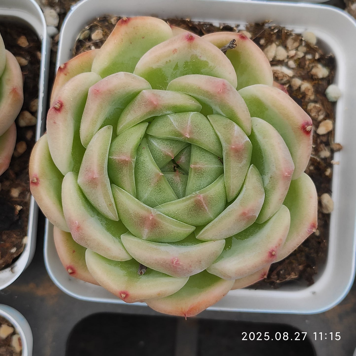 XQ1406 イエロー ピーチ(7cm pot)