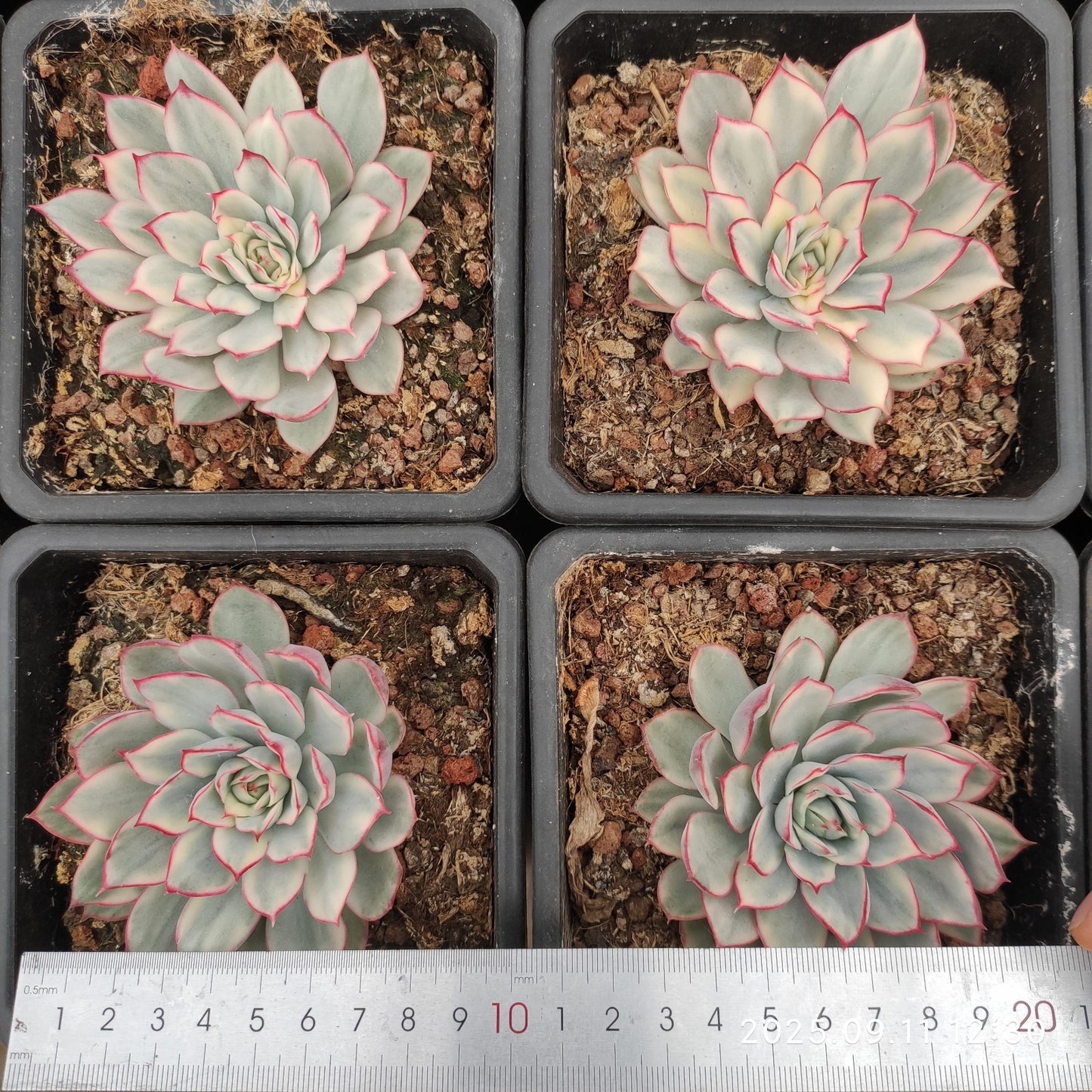THH073 エスター錦(12cm pot)