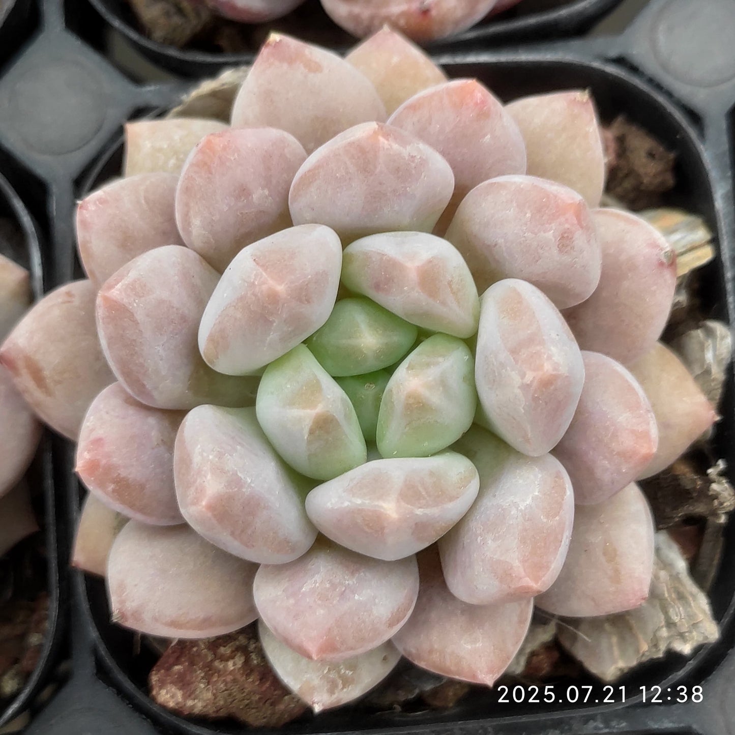 MMY721 ハーフサマー (6.3cm pot)