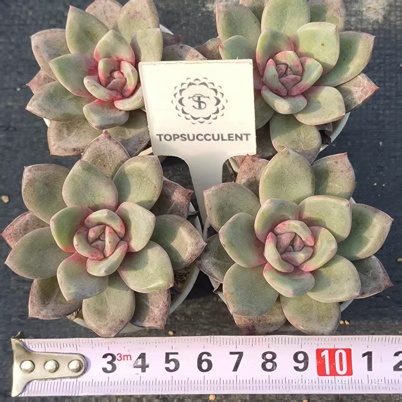 22484 ジャーマンシャンペン(6.5cm pot)