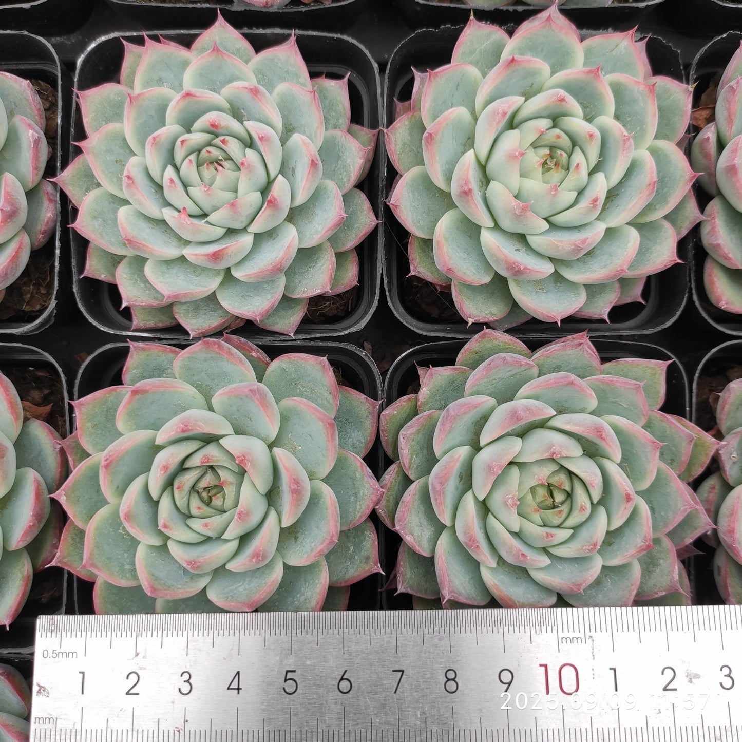 MMT870 ピンククリスタルローズ(7cm pot)