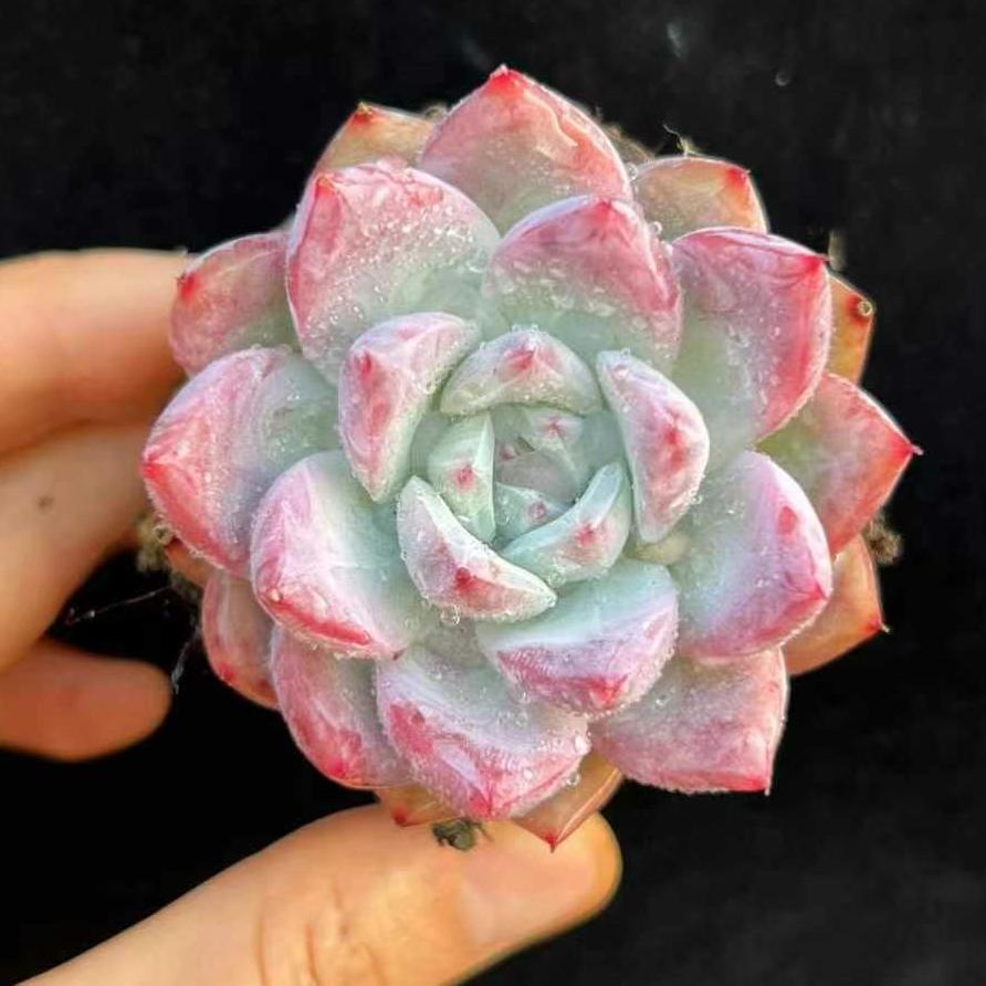 BL1704 ワイルドコロラータ (6.5cm pot)