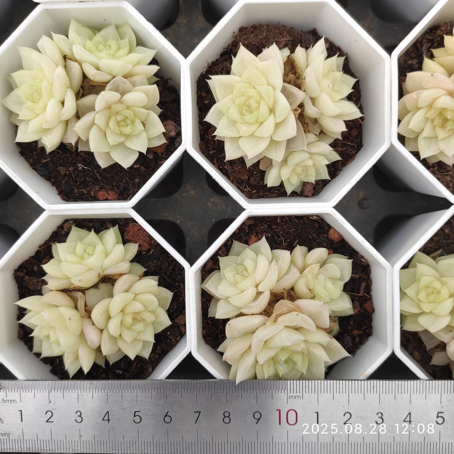 YBB105 ホワイトスワン(白鳥)(7cm pot)