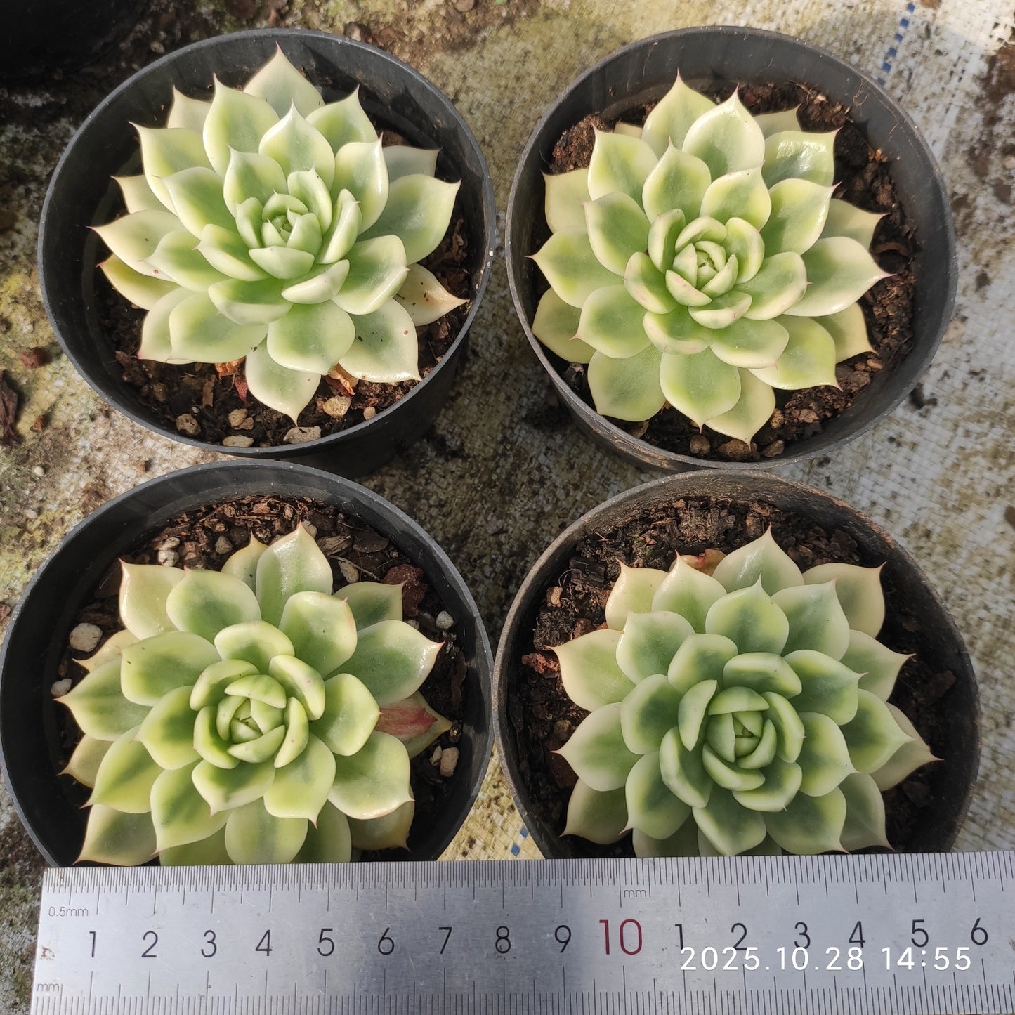 XY257 バタフライ錦(10cm pot)