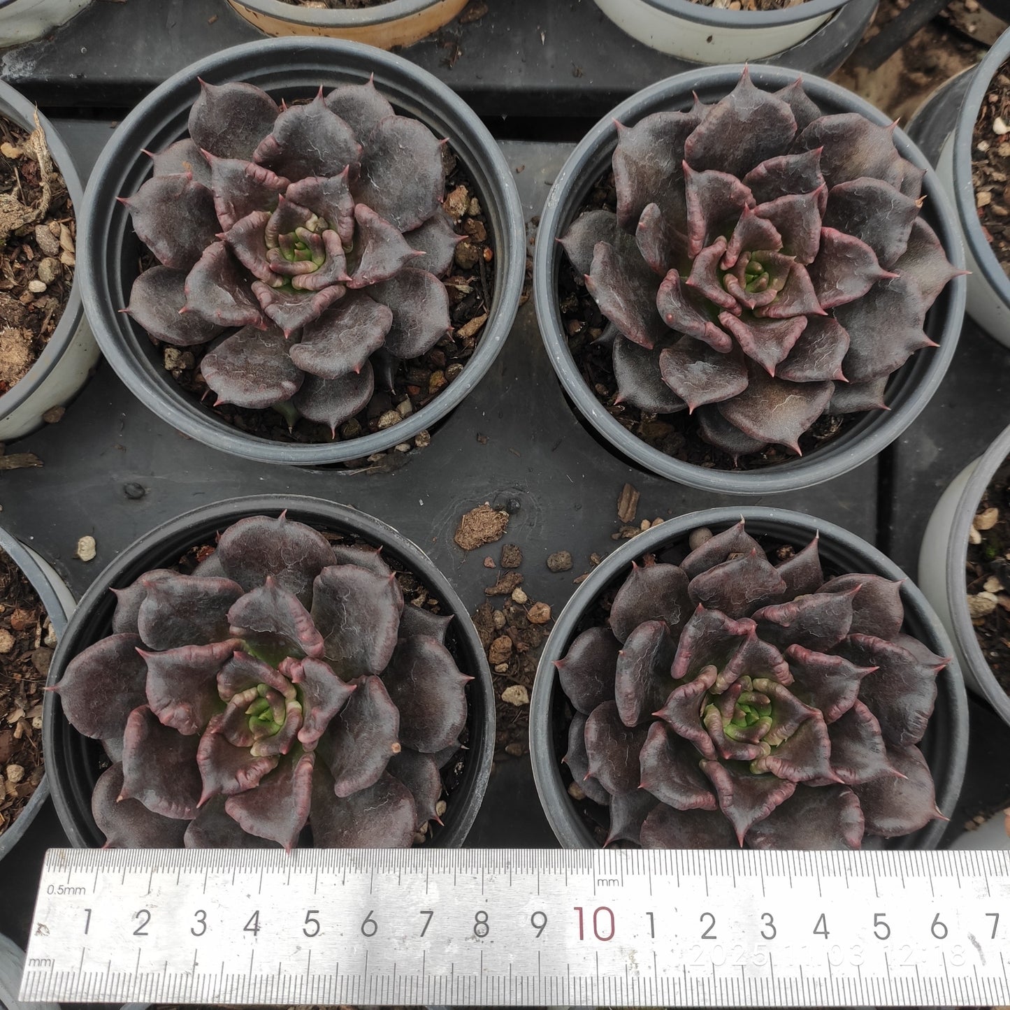 22341 ブラックマディバ(9cm pot)