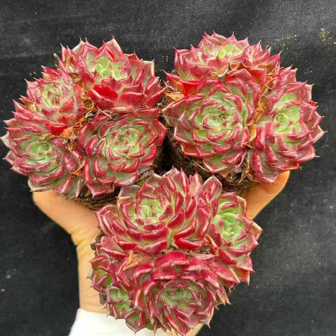 22002 ブラックナイト