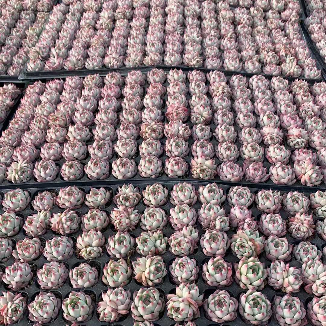 25403 チワワエンシス