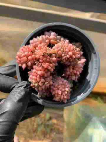 262391 マッチメーカー綴化