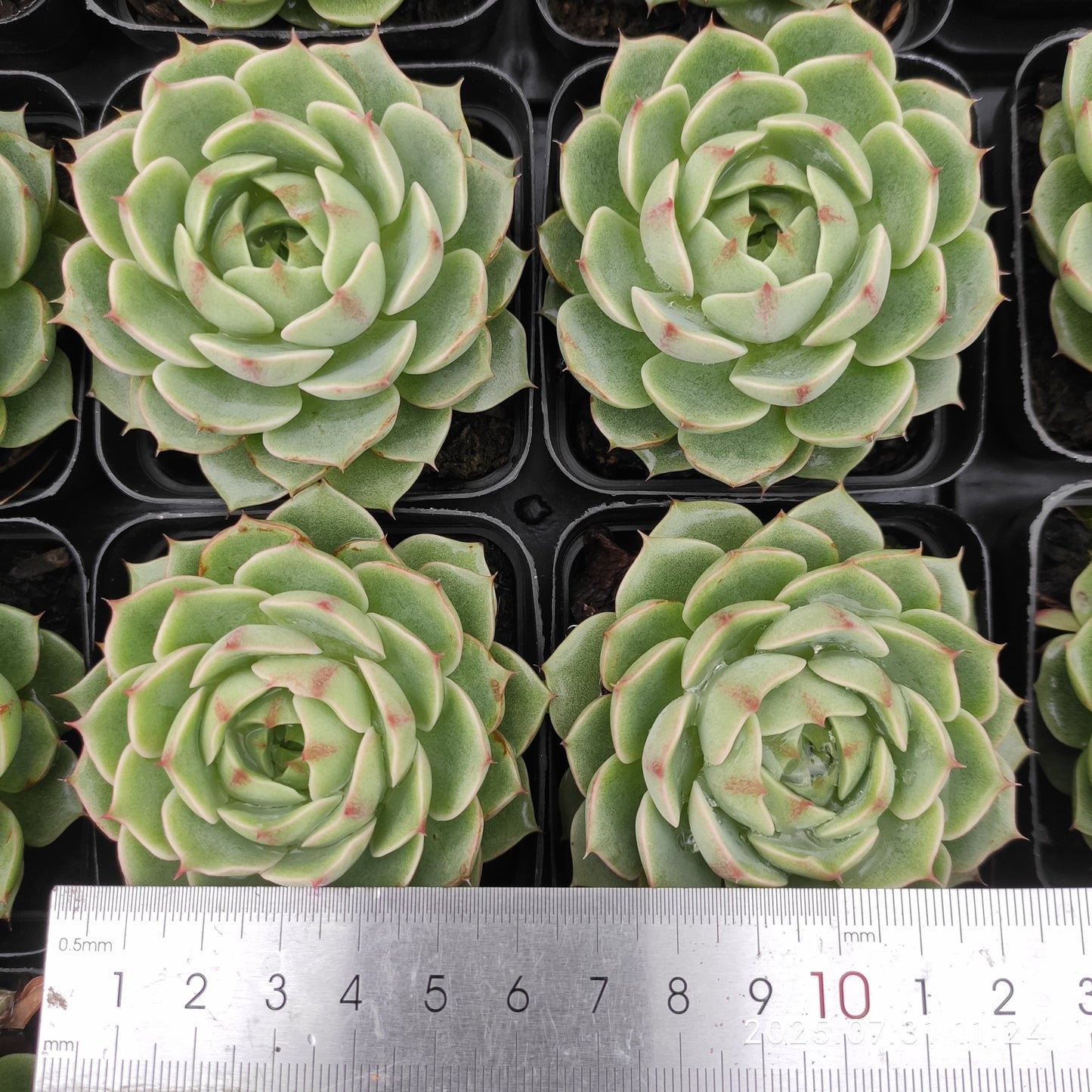 MMT531 ベンバディス(7cm pot)