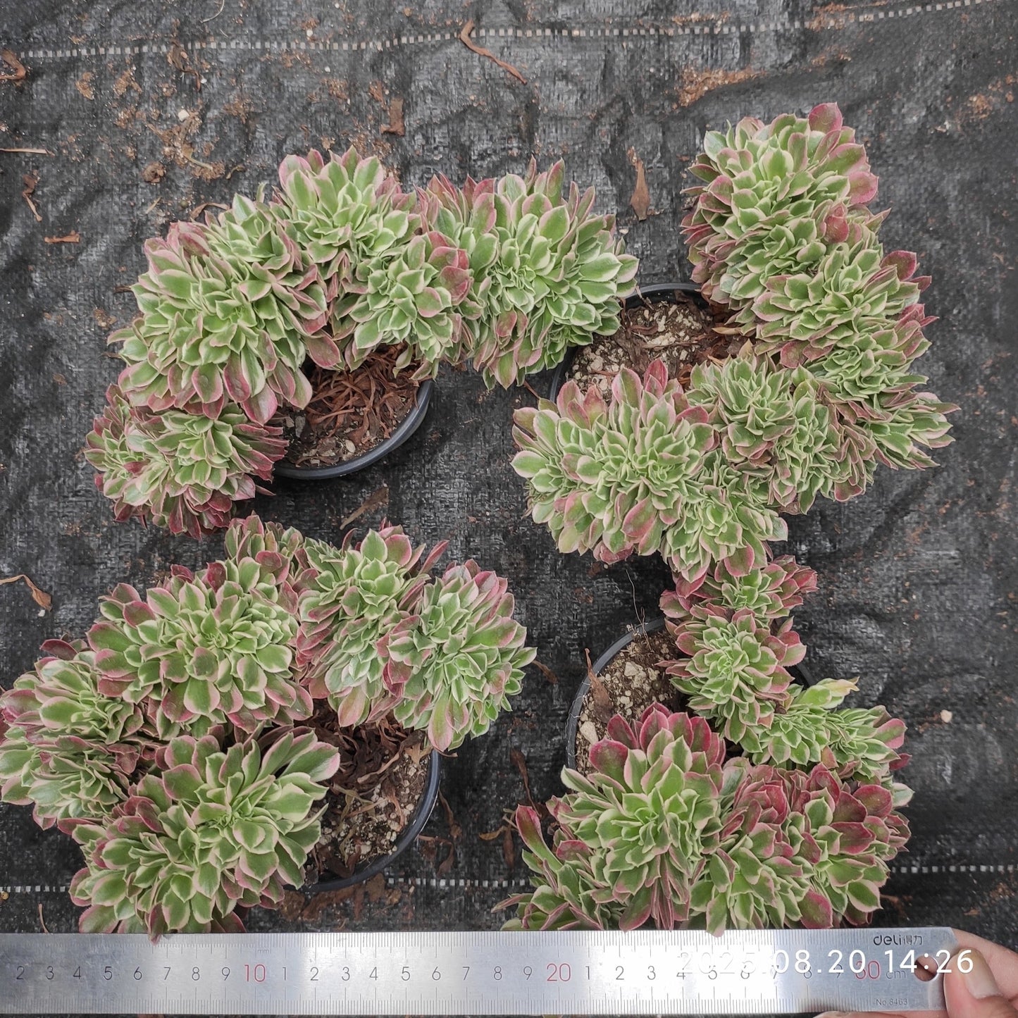 ON709 アエオニウム ホワイトフェニックス綴化(15cm pot)