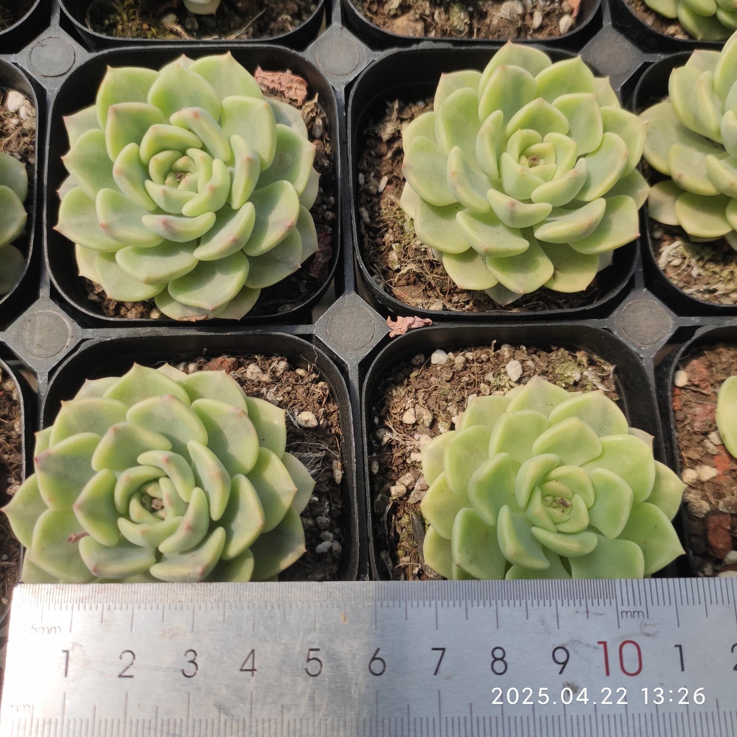 MMY1084 ピンクプリティ錦(6.3cm pot)