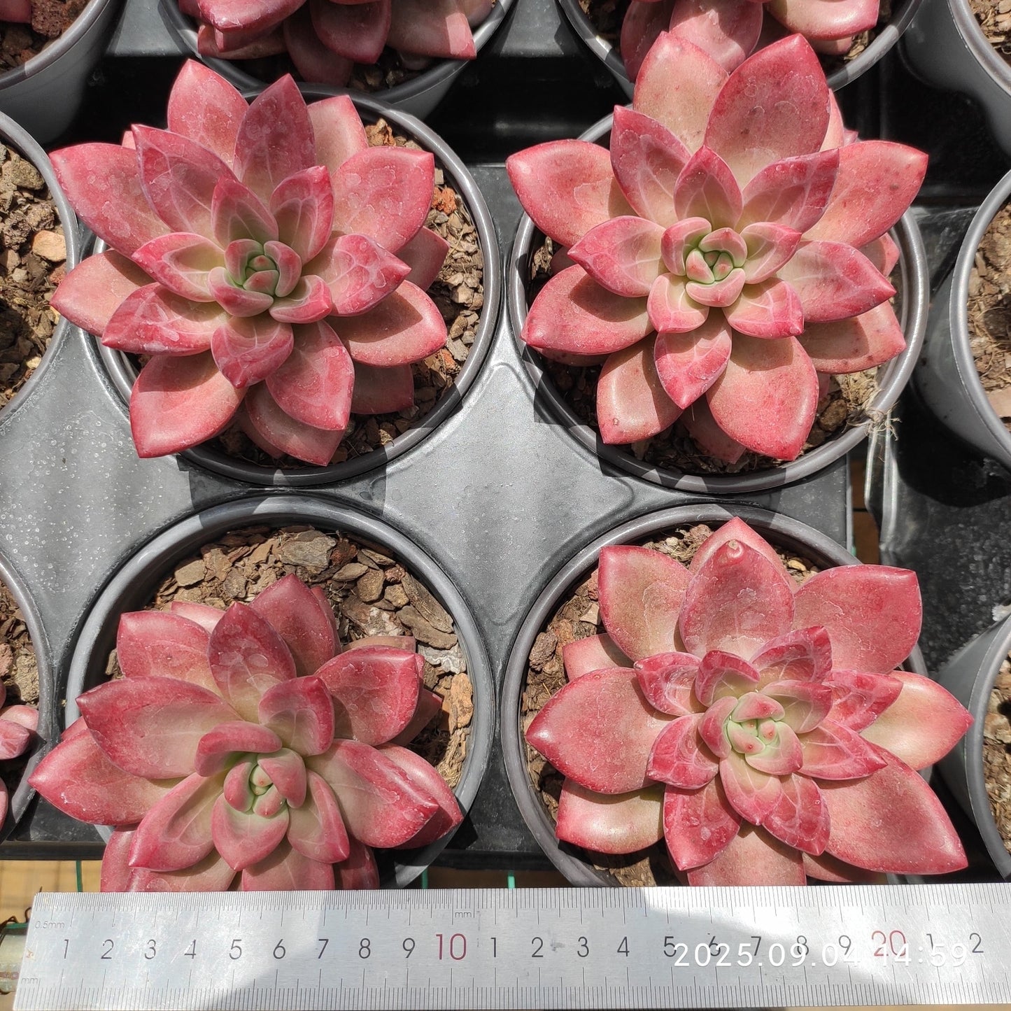 MMY1194 ヘフェスタス(12cm pot)