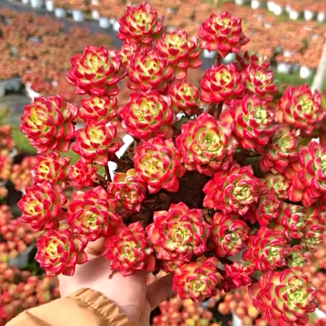 23563 レディジア錦(16cm pot)