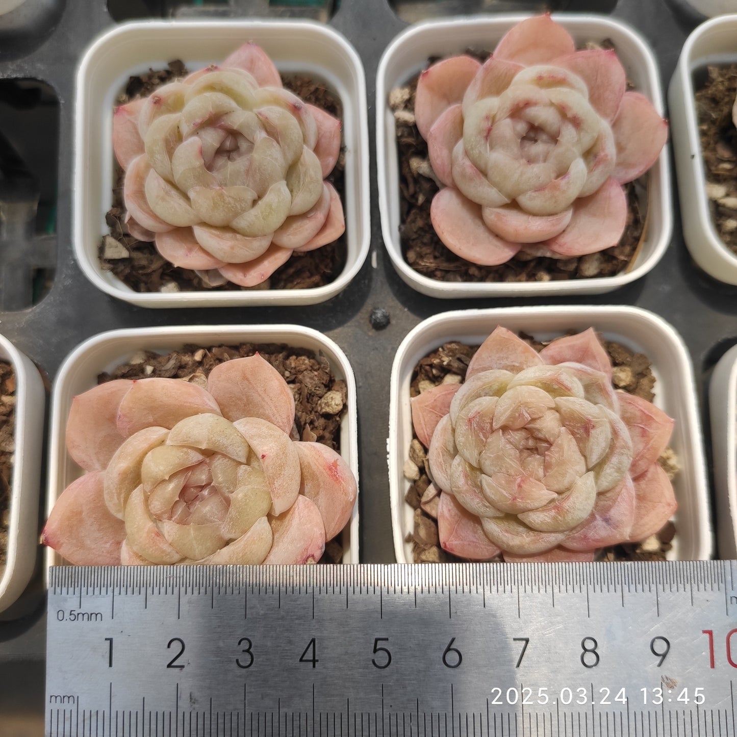 MMY1061 グリーン モカー (5.5cm pot)