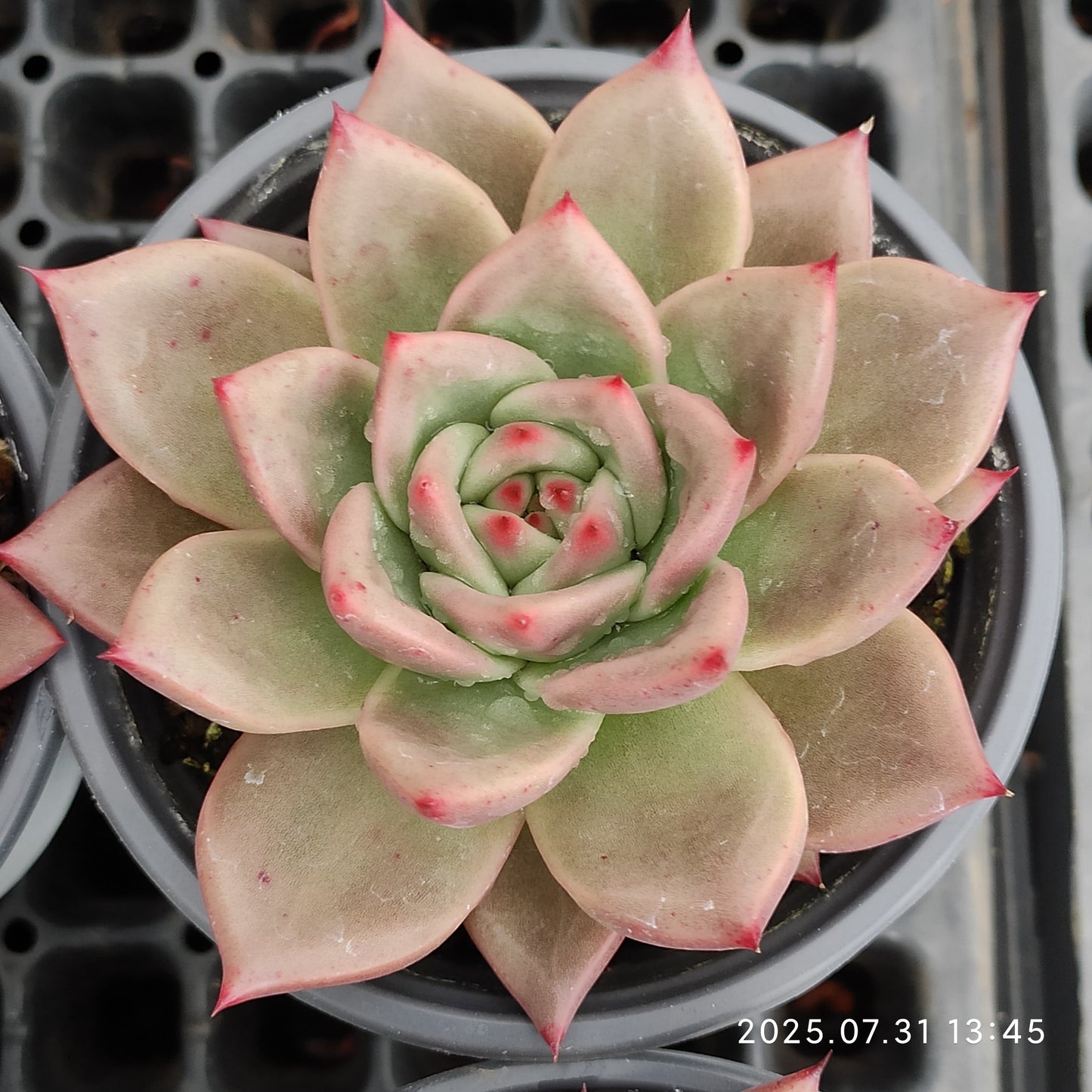 MMT859 オリンジ ローカー(11cm pot)