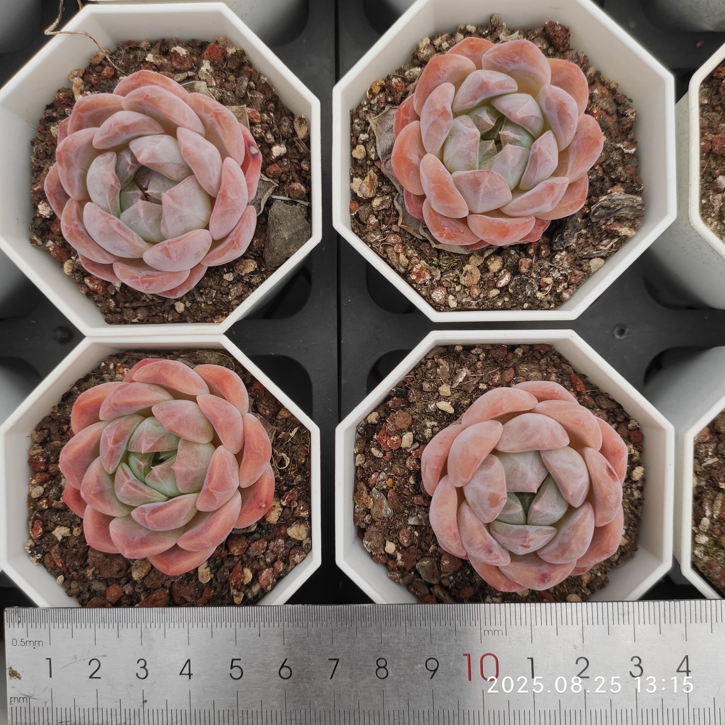 WWA395 モンローHyb(7cm pot)