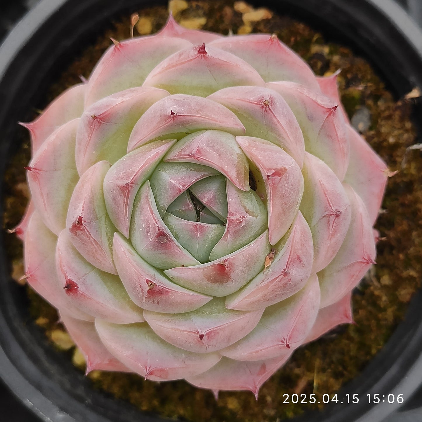QN707 ピンククリスタルローズ(9cm pot)