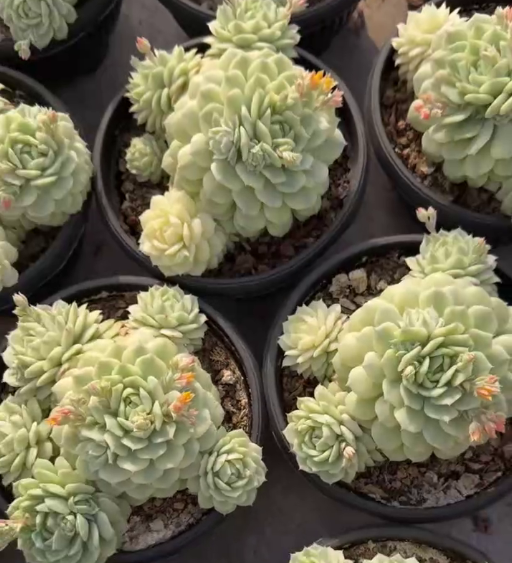 26534 デレンベルギー