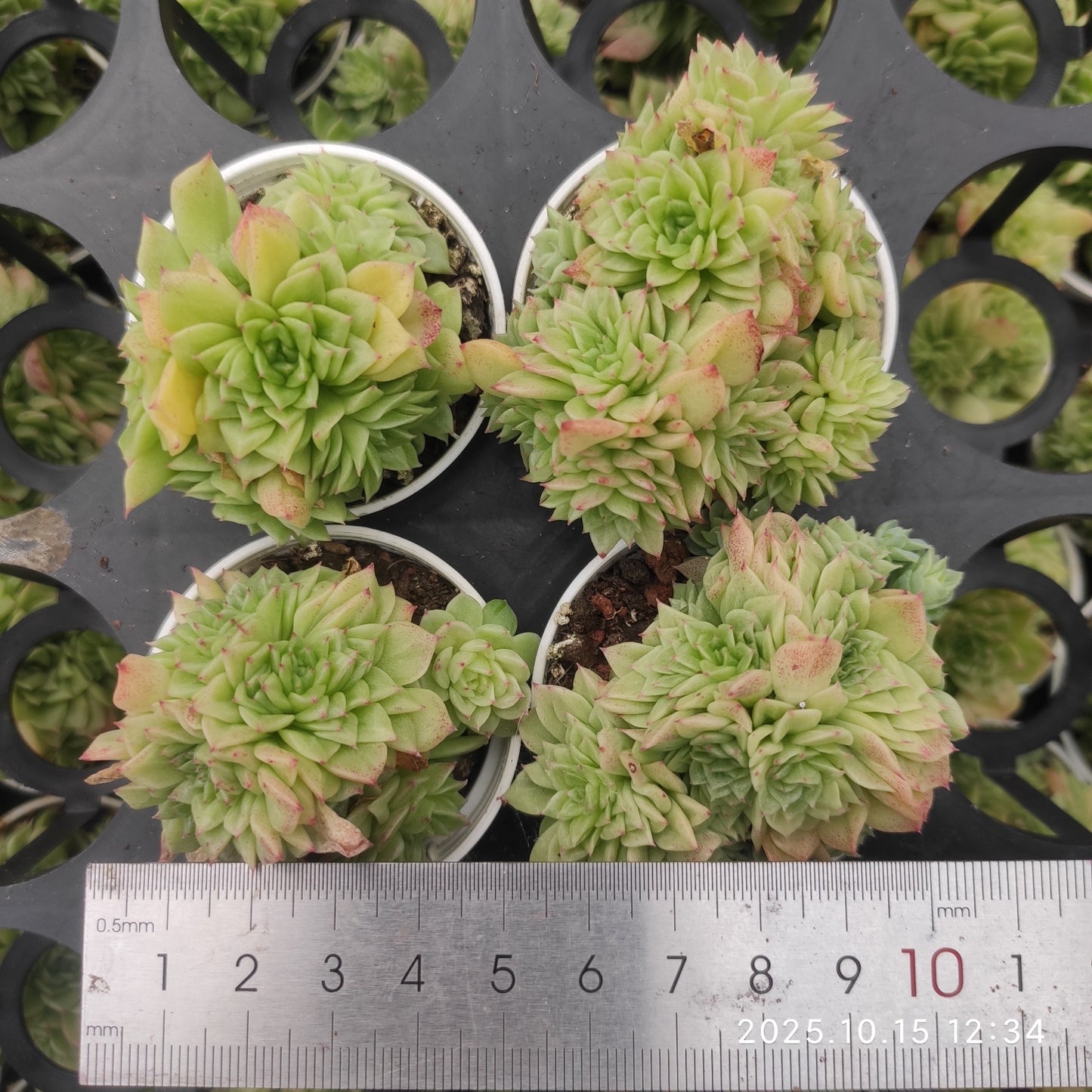 21461 ライト(5.5cm pot)