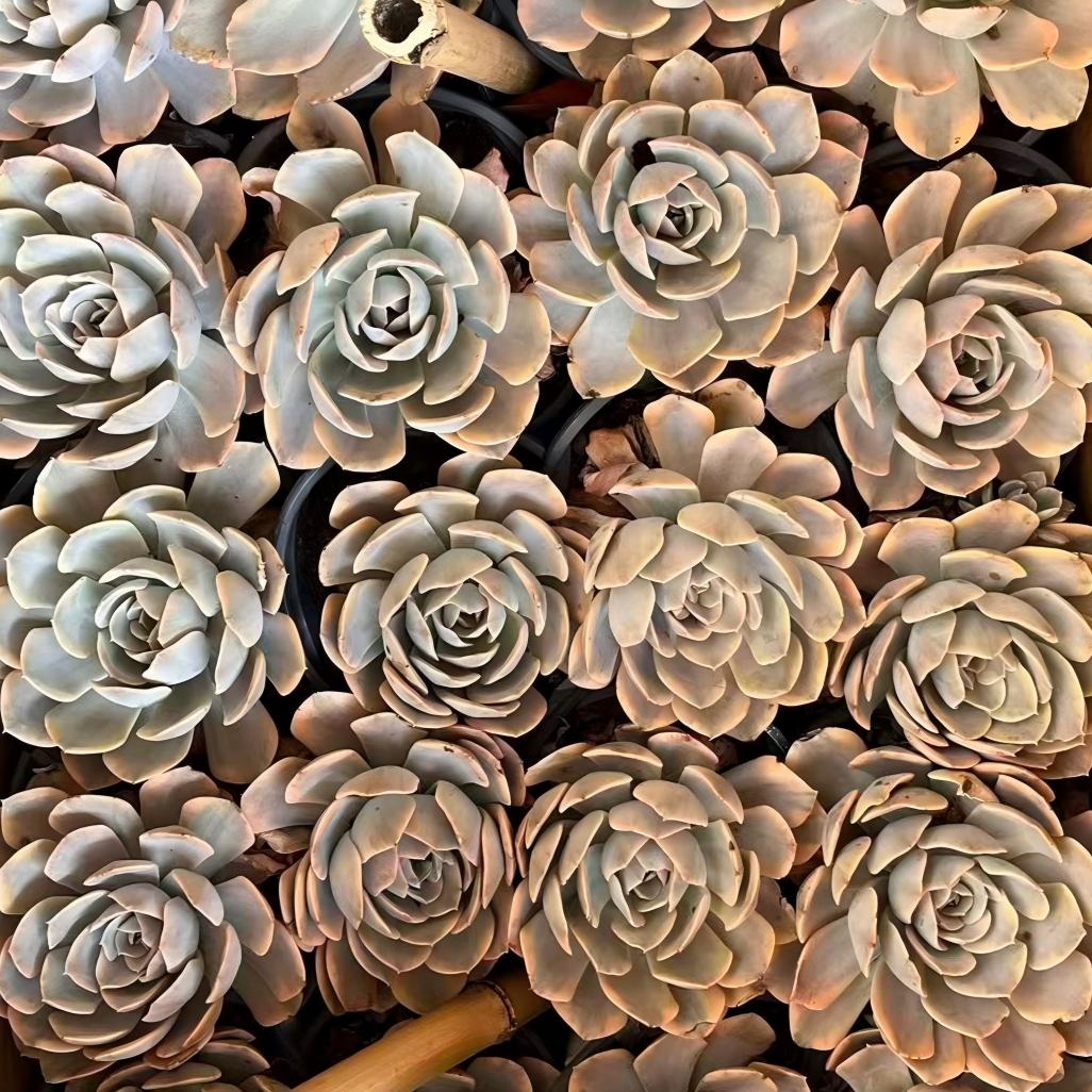 23022 マケベニア錦