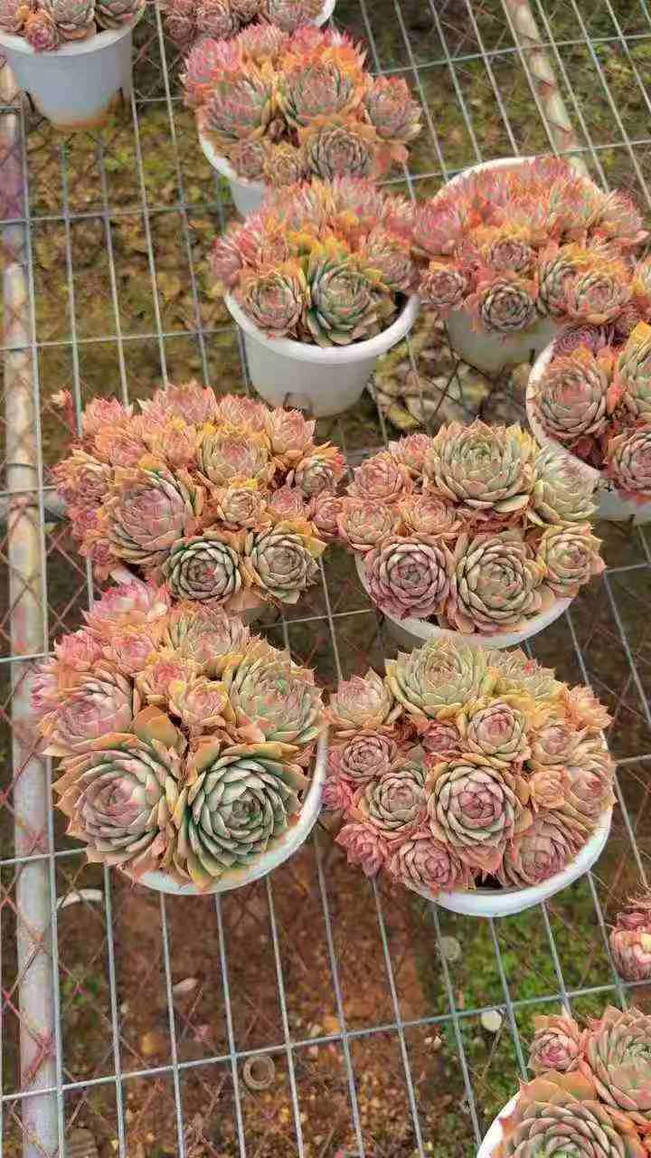 26558 リンドシアナー