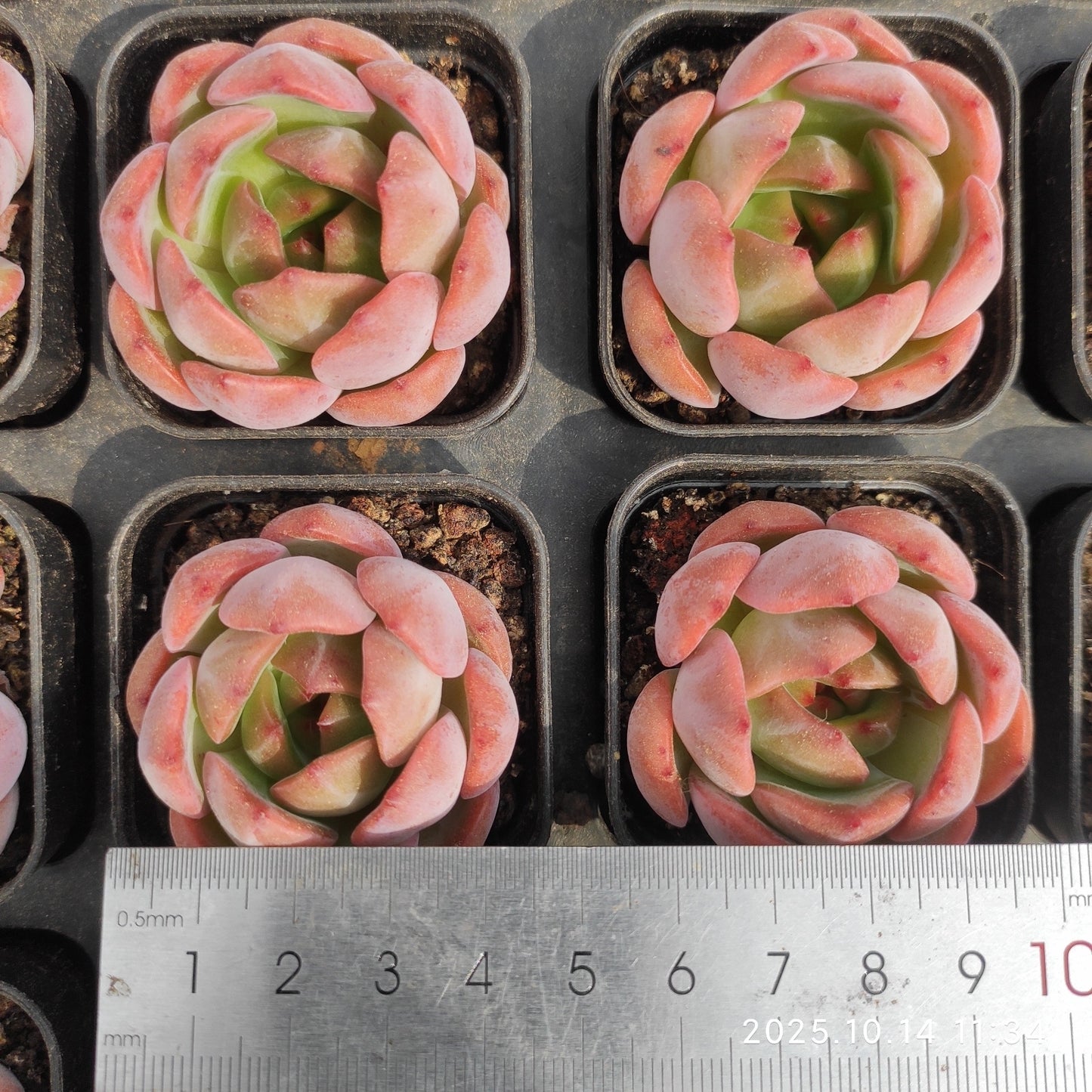 21538 レッド モンロー(5.5cm pot)