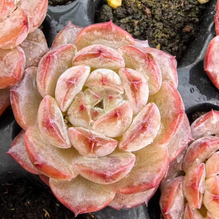 23482 シュガー クリスタルHyb(3cm pot)