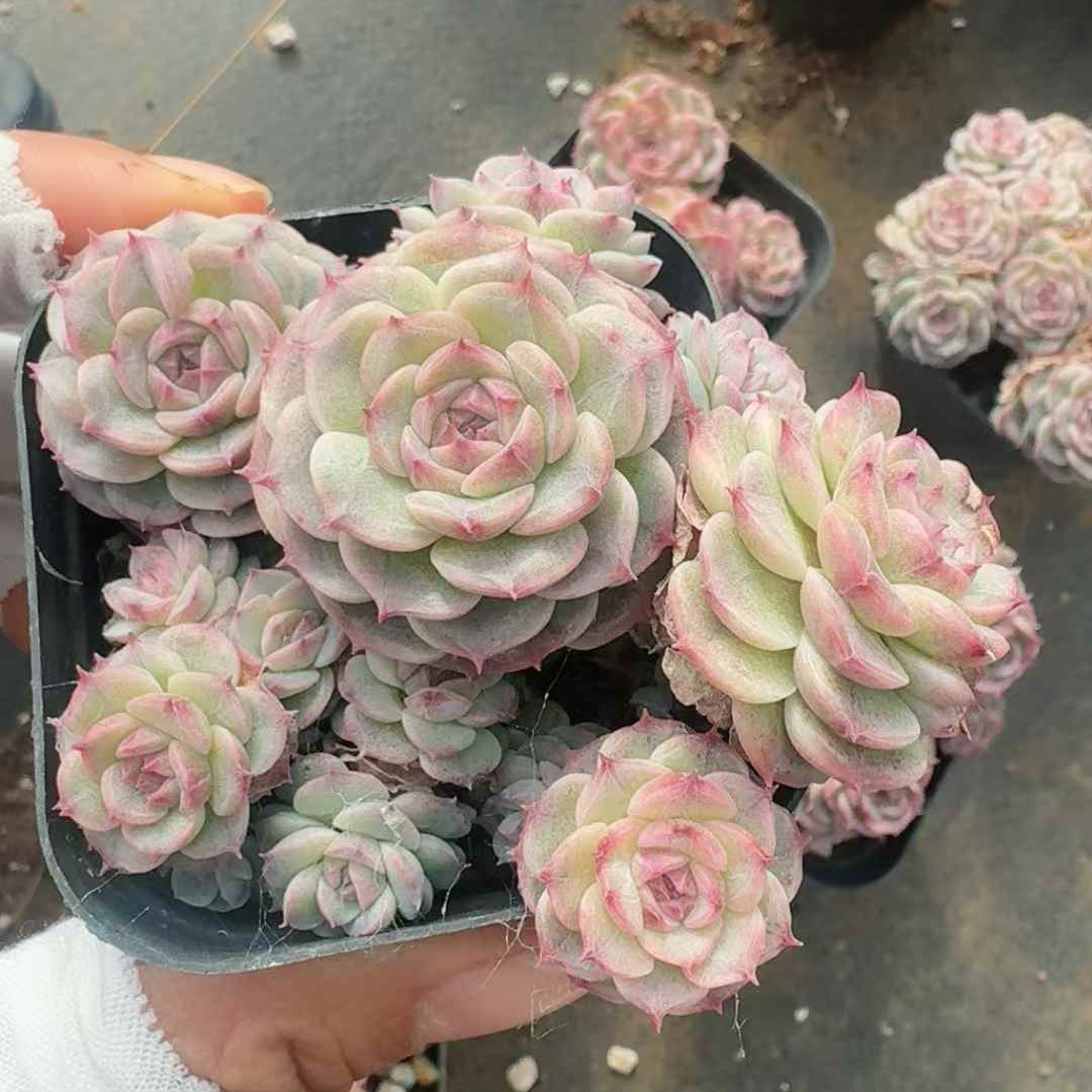 25260 ローズ フロスト