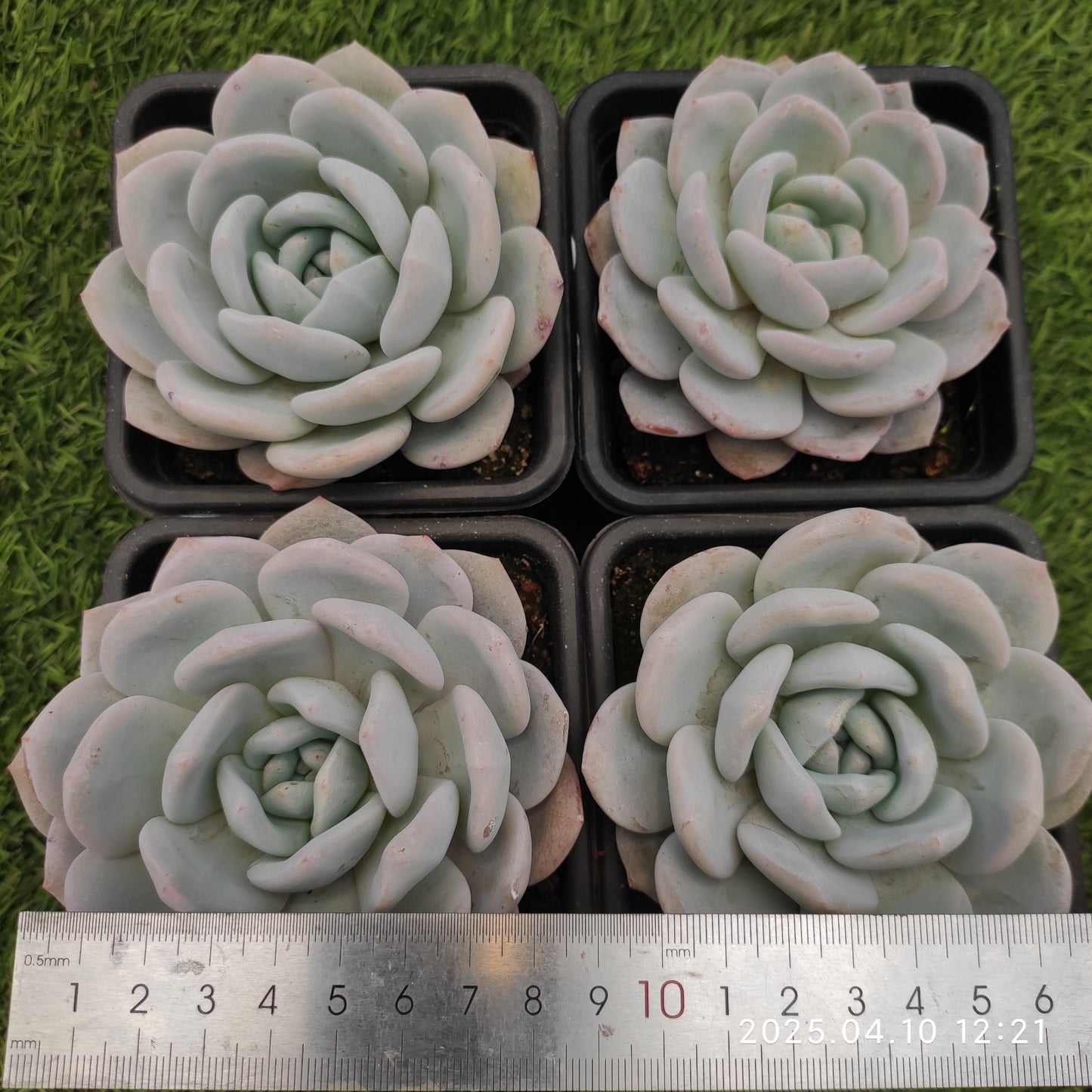 NGN705 ホワイトティー(50cm pot)