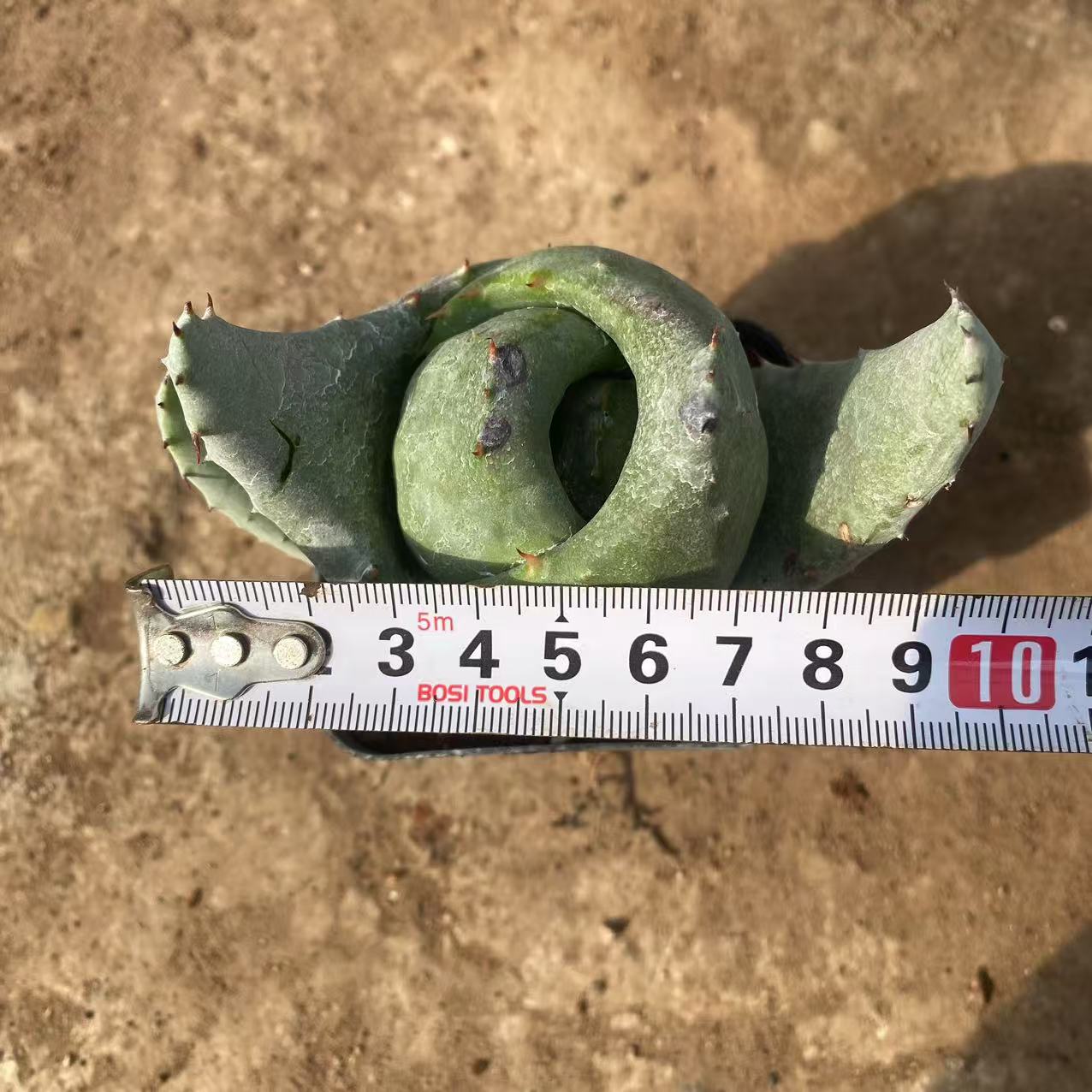 ZL540 金元宝(キムウォンボcm pot)(9.8cm pot)