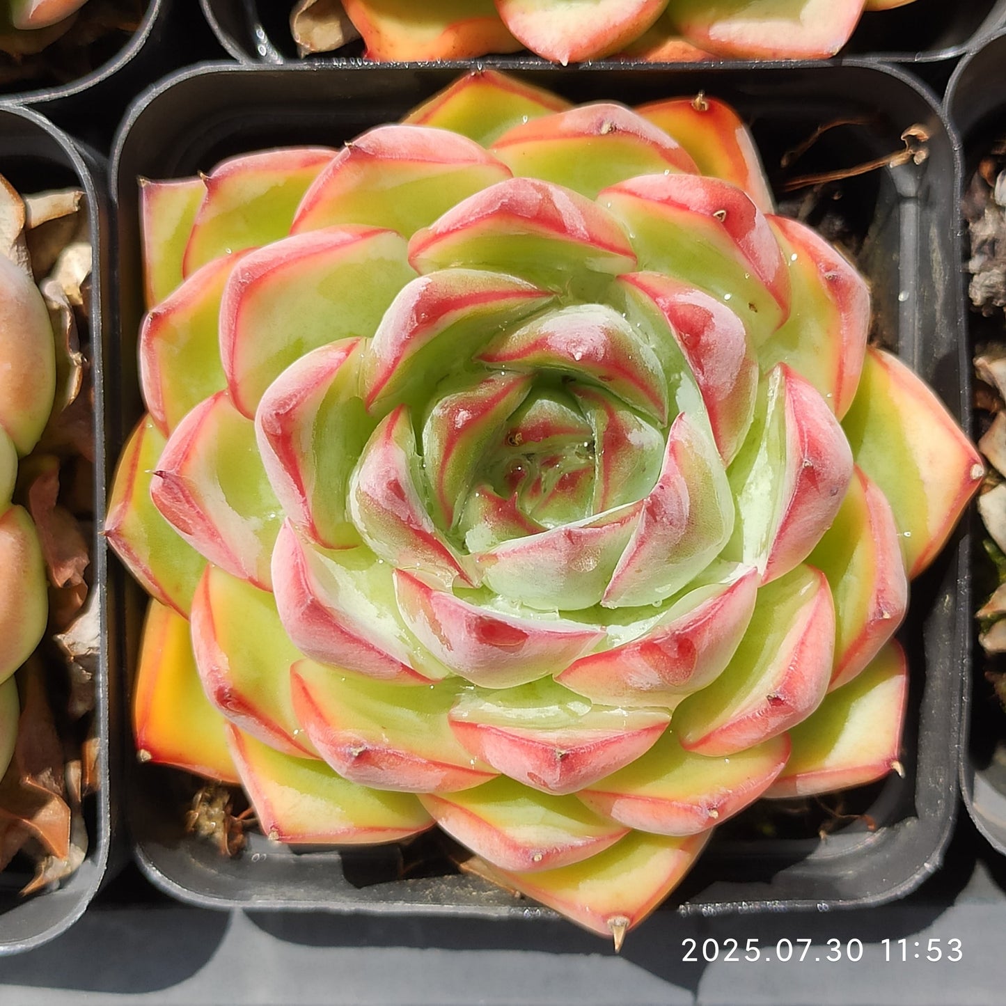QN839 シルエット×ダークアイス(6.5cm pot)