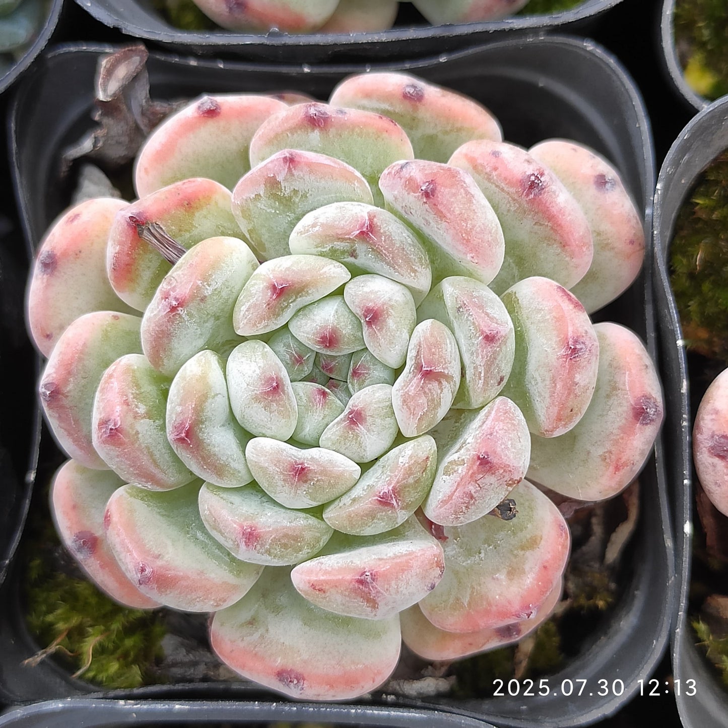 QN610 ビヨンテ(6.5cm pot)