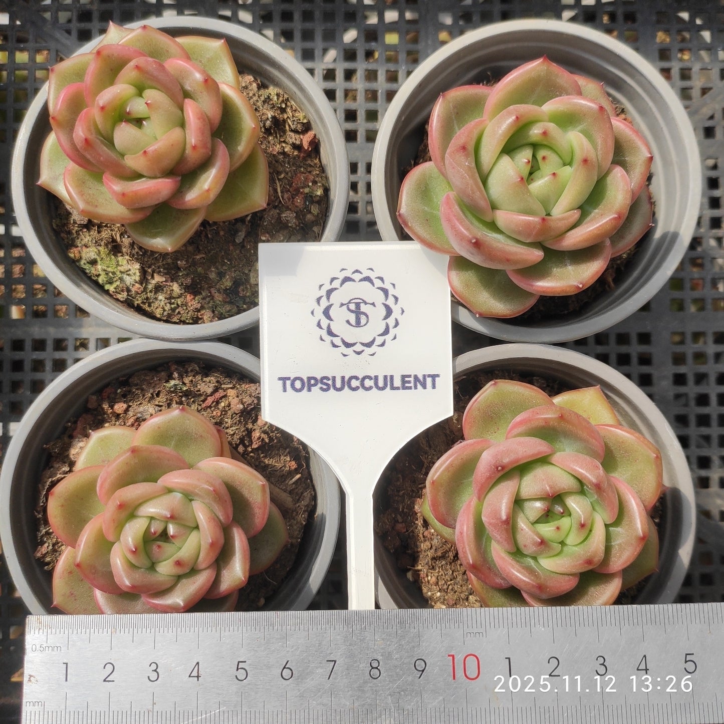 22519 チャーム ジェニー(9cm pot)